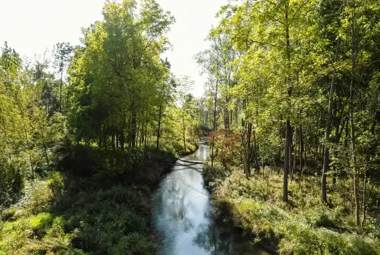 Das Bild zeigt in der Mitte einen dunkelblauen Fluss, welcher durch einen dicht bewachsenen Wald fließt. Der Wald ist dabei links und rechts, wobei die rechte Seite von der Sonne angestrahlt wird und leuchtet. Links ragt ein großer Baum hervor, welcher einen Schatten auf den Fluss wirft und für das dunkle Blau sorgt. Etwas weiter flussabwärts liegt ein Baumstamm quer über den Fluss. Der dicht bewachsene Wald auf beiden Seiten strotzt vor lauter Sträuchern und Wiesen in verschiedenen hellen und dunklen Grüntönen. Die Bäume stehen hoch empor und zeigen ebenfalls verschiedenste Grüntöne.