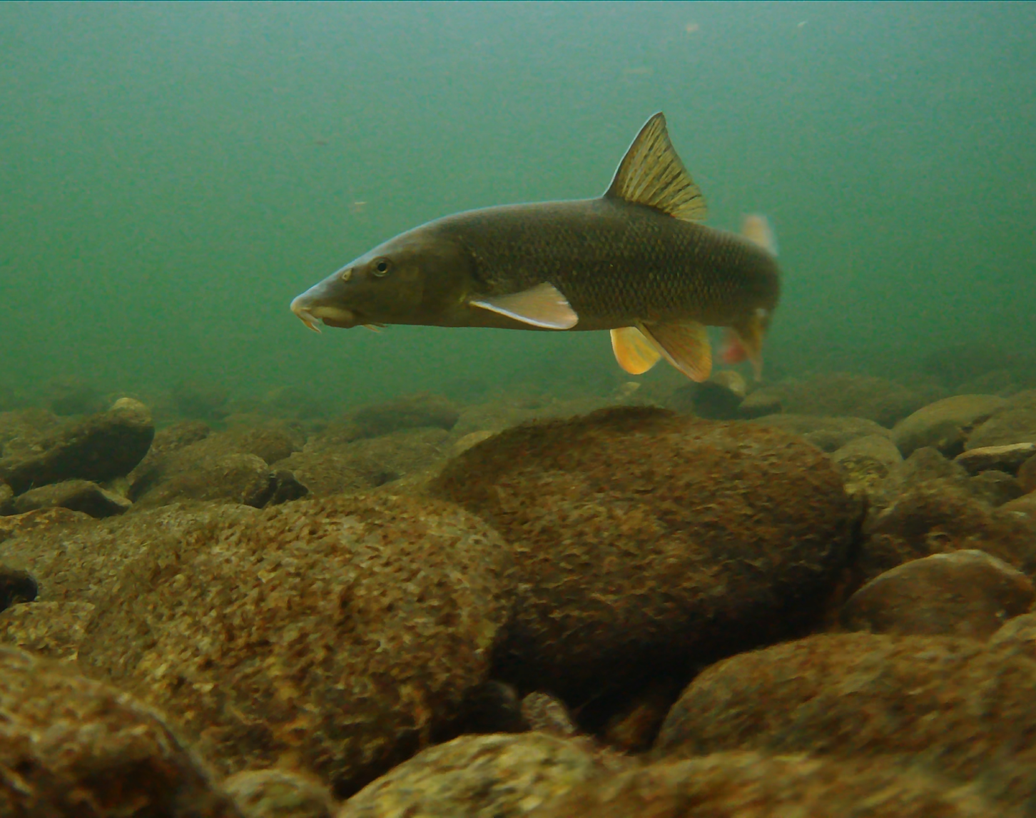 A barb swims underwater in a natural freshwater habitat. The murky greenish water surrounds the fish, which is placed in the centre of the picture, and visible stones at the bottom of the water add to the feeling of depth. The barb is in motion and its fins are clearly visible.